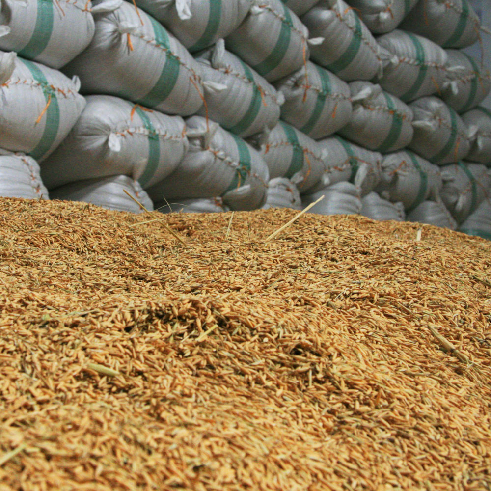 جوی طارم هاشمی مازندران در کارخانه شالی کوبی برنج فروش پخش شده است تا خشک شود