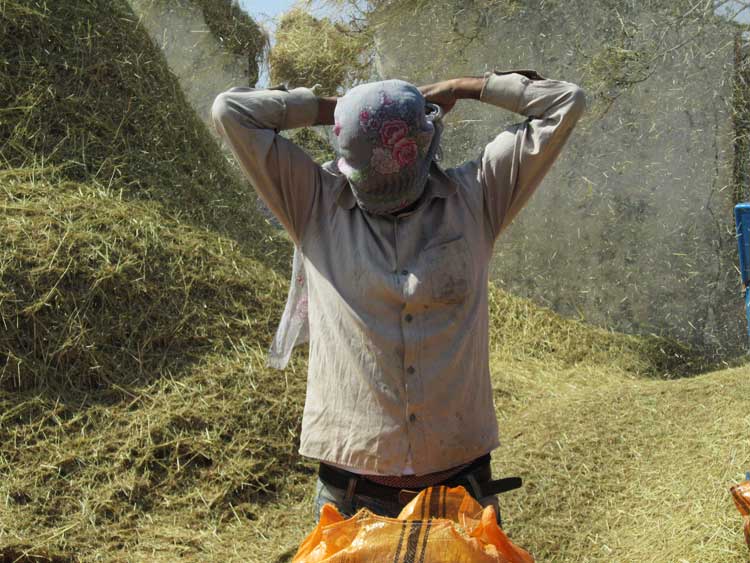 ۹۷-۱-۲۸-دعوت-به-همکاری-با-جشنواره-ملی-برنج-شکرانه-ایران