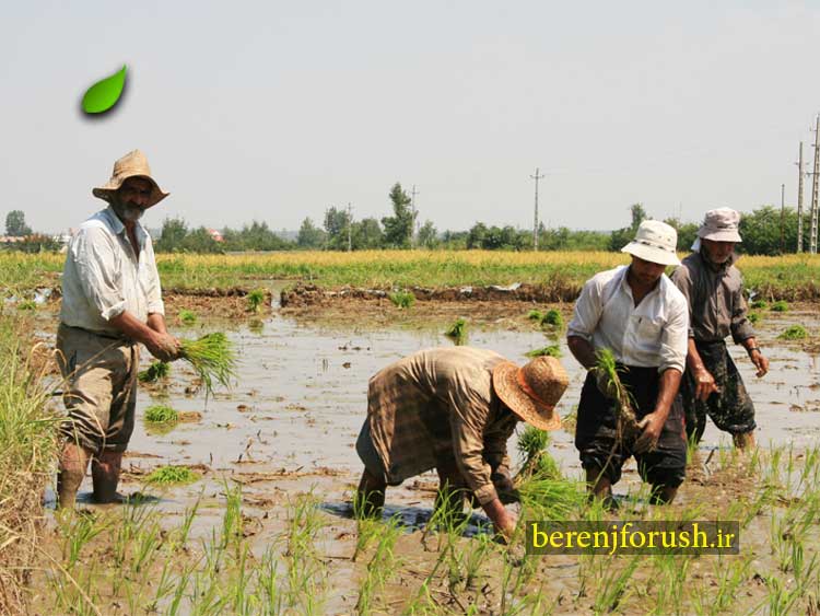 ۹۷-۱-۳۰-پیشنهاد-به-کشاورزان