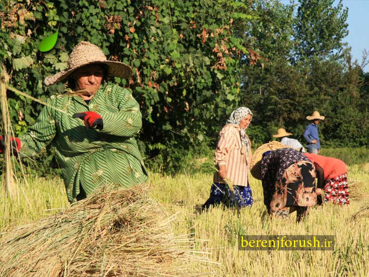 ۹۷-۲-۹-حمایت-از-برنج-ایرانی-در-سومین-جشنواره-ملی-برنج-۲