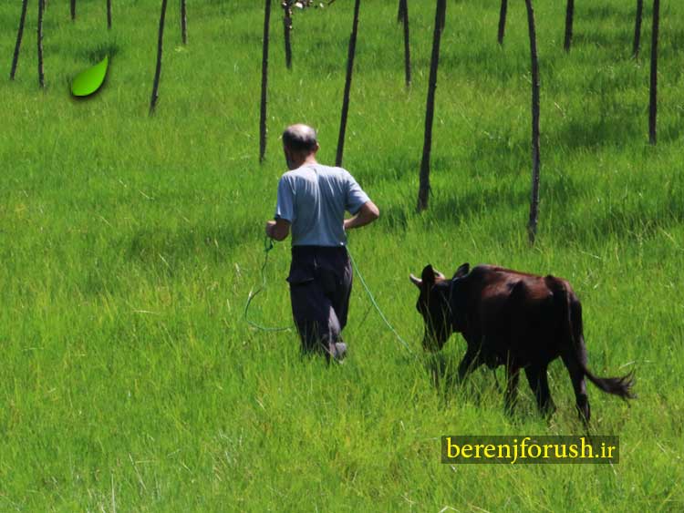 ۹۷-۲-۹-فروش-محصولات-کشاورزی-به-صورت-محدود