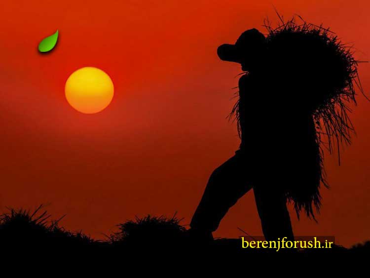 ۹۷-۴-۲۶-گزیده-عکس-های-بخش-مسابقه-جشنواره-دوم-برنج