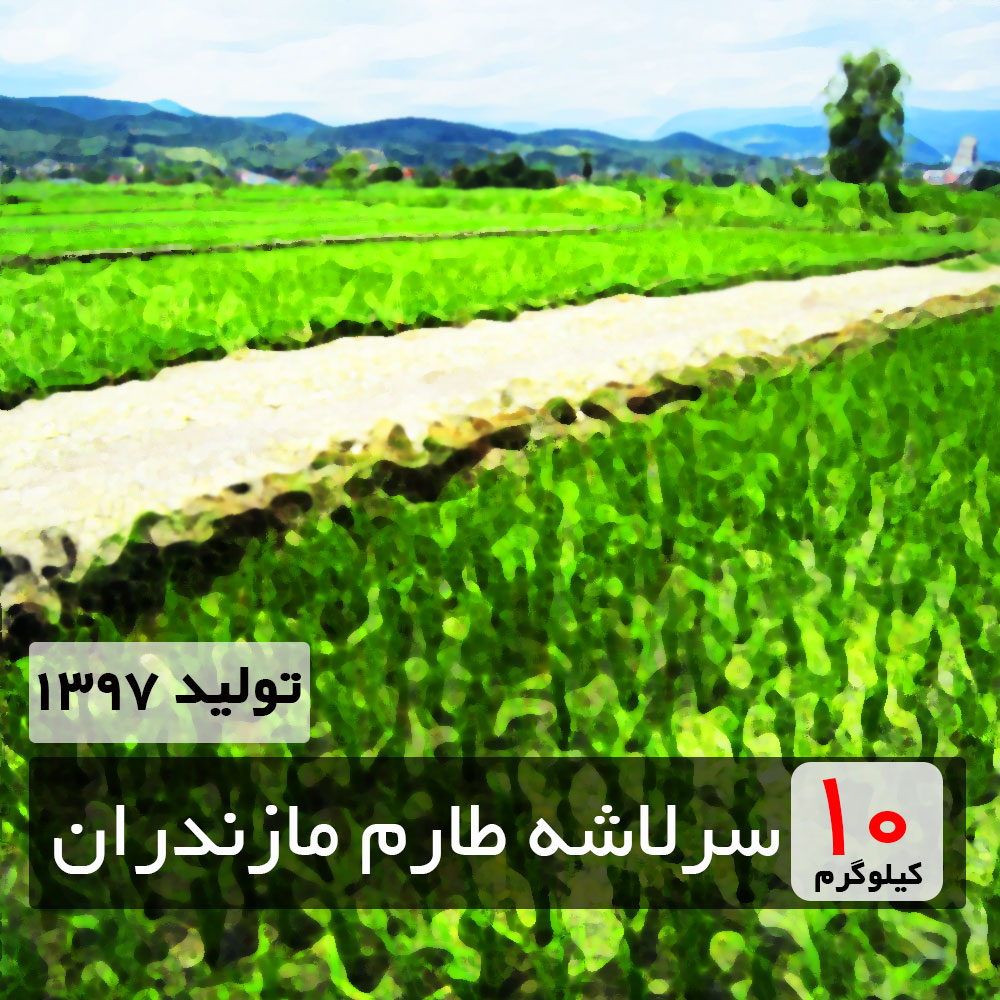 خرید برنج سرلاشه طارم مازندران از شهرهای چالوس، نوشهر، نور، چمستان، فریدون کنار، محمودآباد، آمل ، بابل ، دابودشت